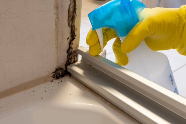 Office Mold Removal Services in Baytown, TX