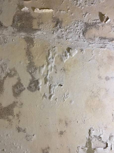 Best Local Mold Removal Service  in Baytown, TX