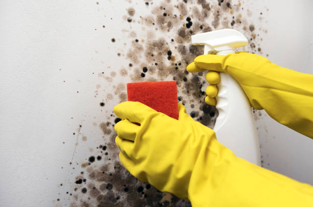 Best Certified Mold Removal  in Baytown, TX